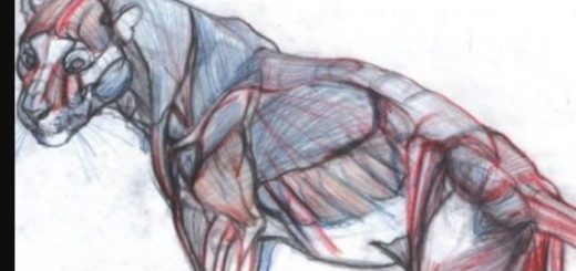 NMA / New Masters Academy – Introduction to Animal Anatomy