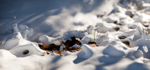 SuperhiveMarket – Snow