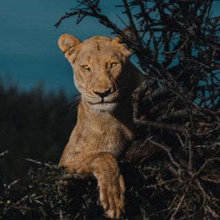 Donal Boyd – The Art of Editing Course Wildlife