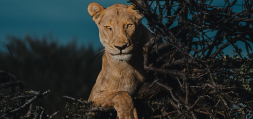 Donal Boyd – The Art of Editing Course Wildlife