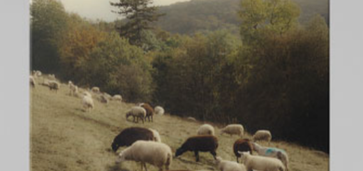 Julian Papis – Nostalgia LUT Pack