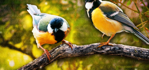 Sound Effects Zone Morning ASMR Sounds Of Birds Chirping